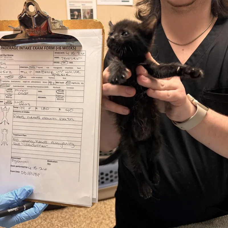 A baby small-sized male Black Domestic Short Hair cat named Terrier for adoption in Tempe, AZ