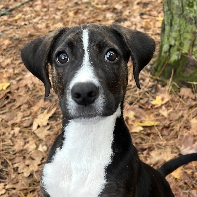 A young medium-sized female Black Mixed Breed dog named Krissy for adoption in Summerville, SC