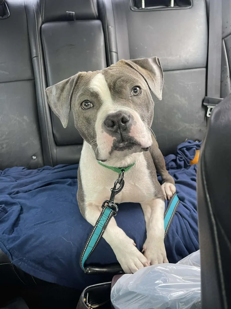 A young medium-sized male Gray / Blue / Silver American Staffordshire Terrier dog named Fizz for adoption in Levittown, NY