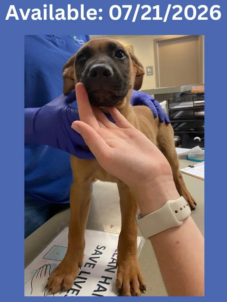 A baby large-sized male Bullmastiff dog named Dog Kennel for adoption in Greenville, TX