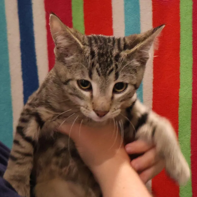 A baby small-sized male Gray / Blue / Silver Domestic Short Hair cat named Troy for adoption in Saint Charles, MO