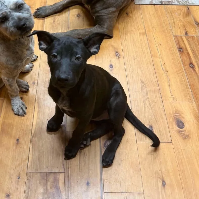 A baby medium-sized female Black Labrador Retriever dog named Gracie for adoption in Uxbridge, MA