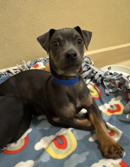 Pringles thumbnail 2