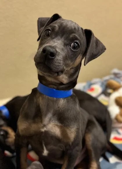 Pringles thumbnail 3