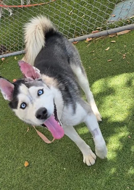 A young medium-sized male Black Siberian Husky dog named Chubz for adoption in Canoga Park, CA
