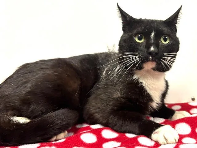 A young large-sized male Domestic Short Hair cat named Tony for adoption in Sacramento, CA