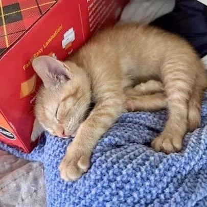 A baby small-sized male Orange / Red Domestic Short Hair cat named Peanut for adoption in San Gabriel, CA