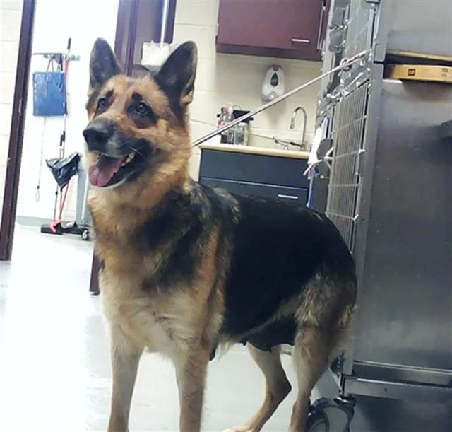 An adult medium-sized female German Shepherd Dog dog named Nala for adoption in Fayetteville, NC