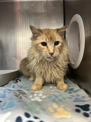A baby medium-sized female Orange / Red Domestic Medium Hair cat named 60781568 for adoption in El Paso, TX