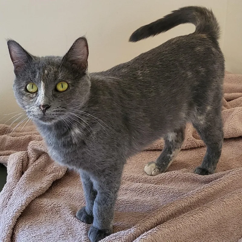 A young medium-sized female Dilute Tortoiseshell Domestic Short Hair cat named Patience for adoption in Spring Lake Park, MN