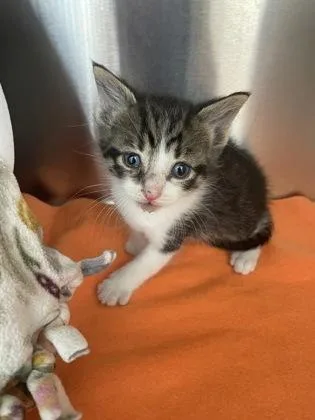A baby small-sized male Domestic Short Hair cat named Omar for adoption in Westland, MI