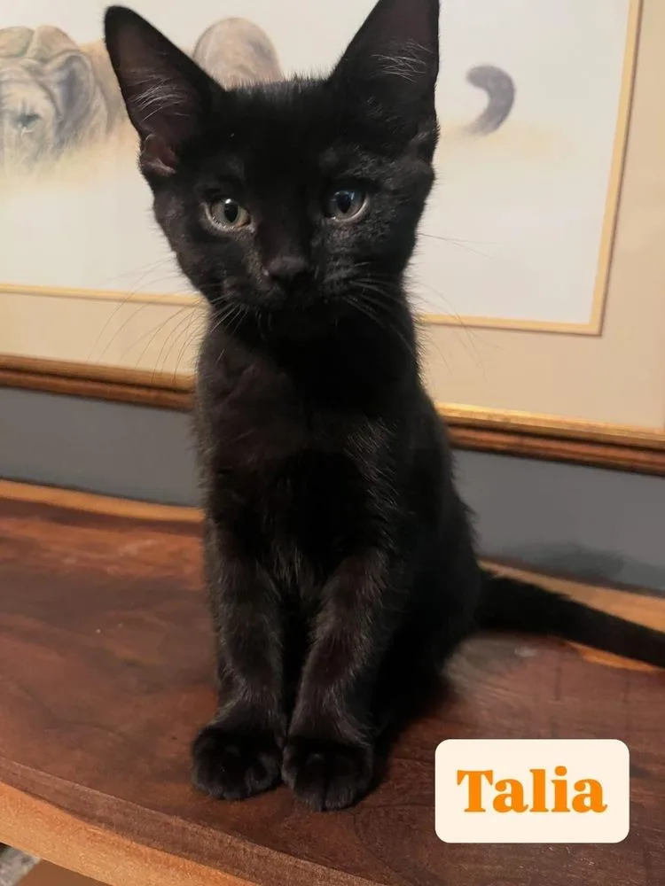 A baby small-sized female Domestic Short Hair cat named Talia for adoption in Union Grove, WI