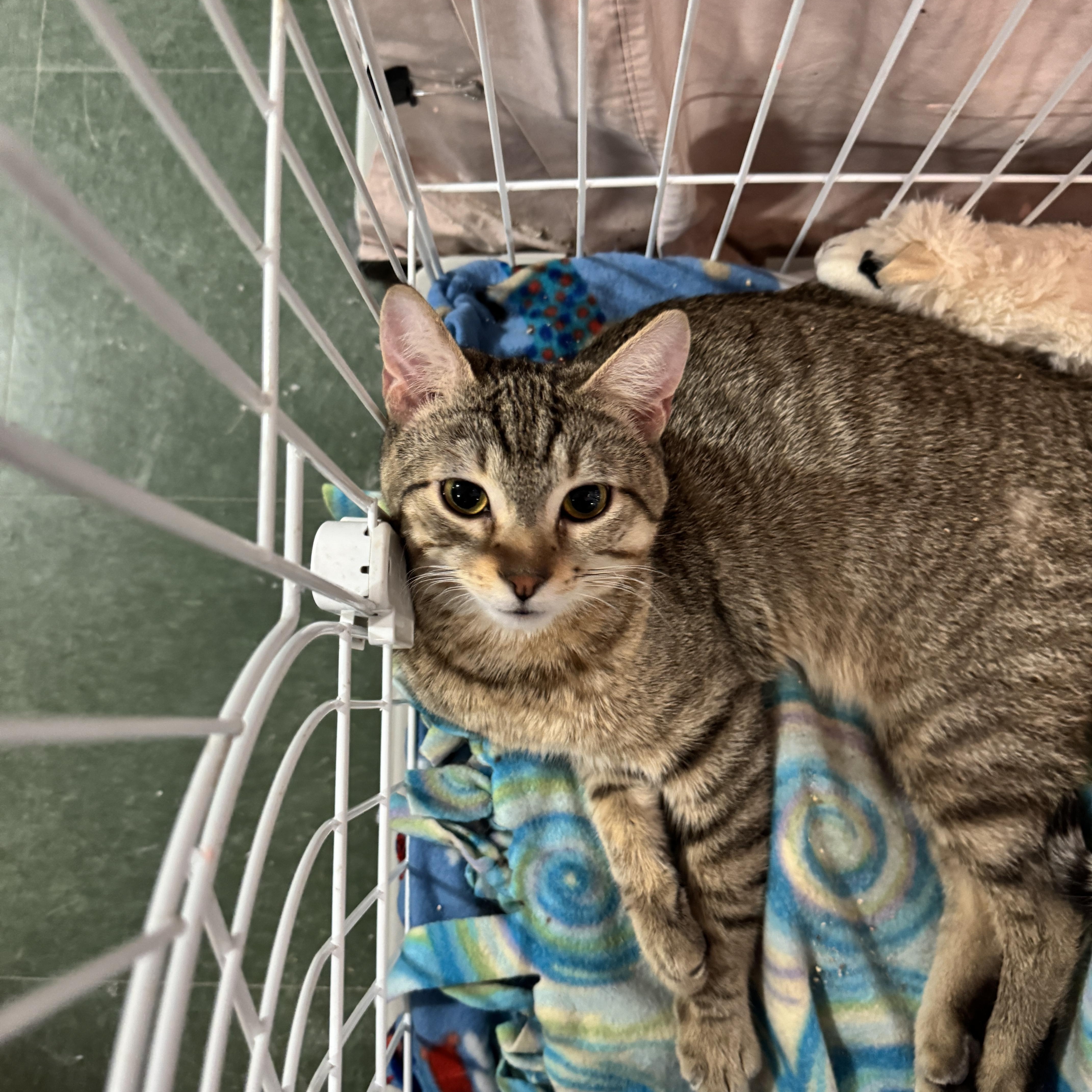 Tofu & Kimchi thumbnail 2