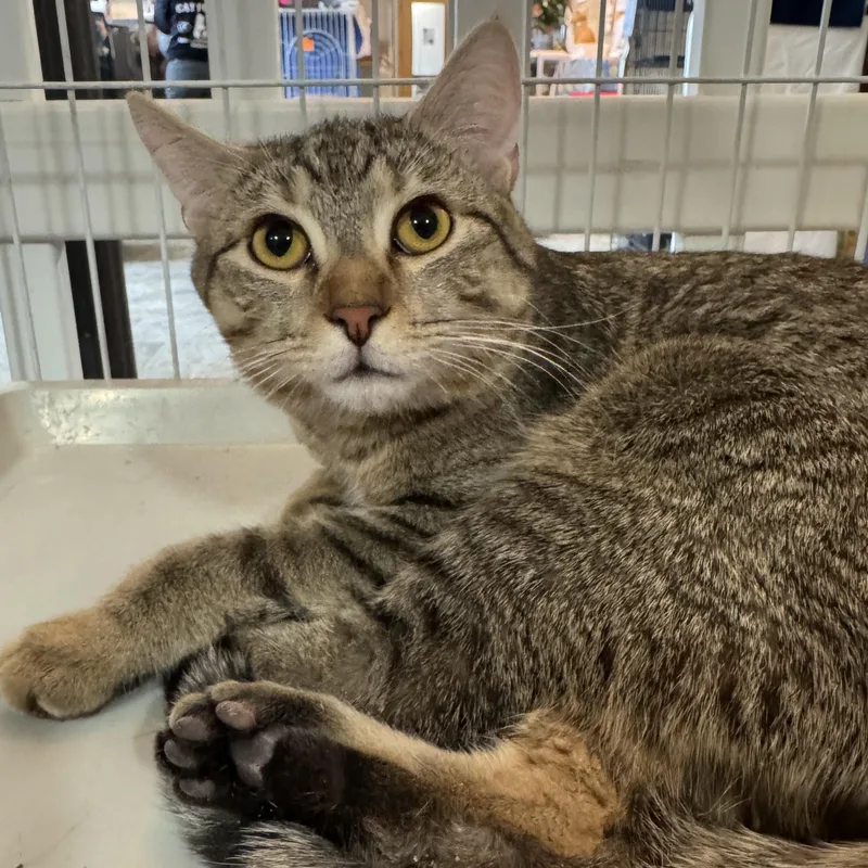 Tofu & Kimchi thumbnail 3