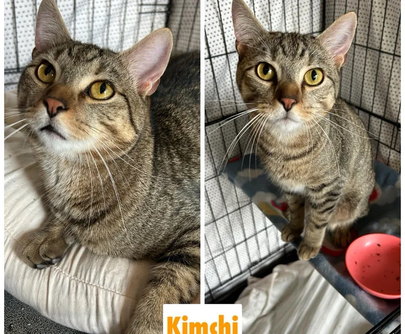 Tofu & Kimchi thumbnail 4