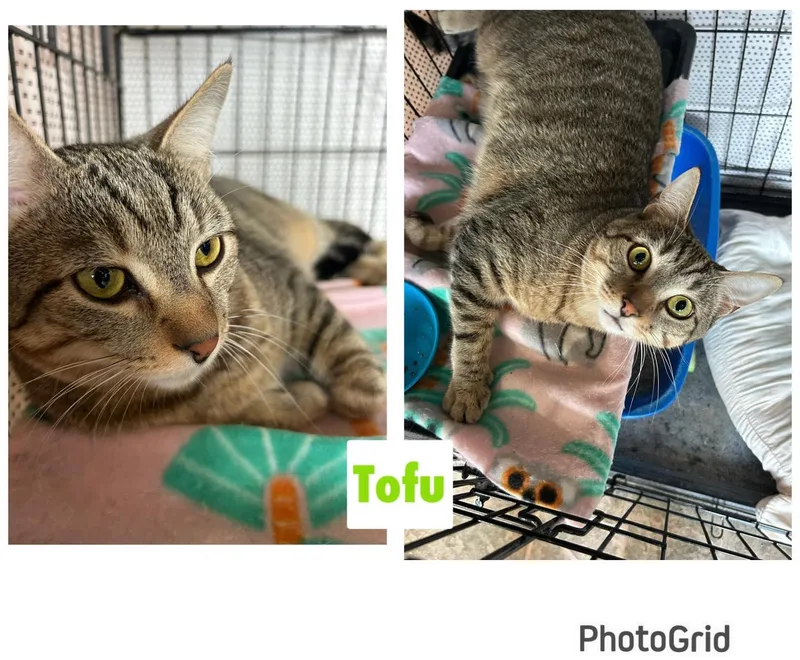 Tofu & Kimchi thumbnail 5