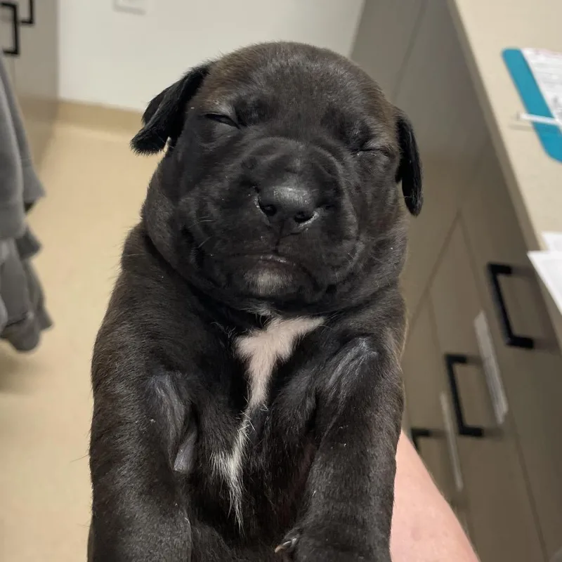 A baby large-sized male Black Pit Bull Terrier dog named Boaz for adoption in Austin, TX