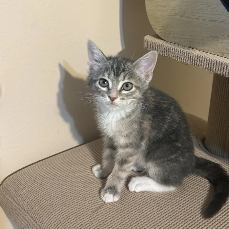 Artemis