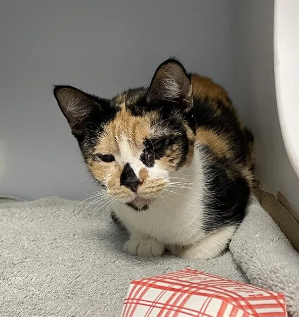 An adult medium-sized female Domestic Short Hair cat named Sidney for adoption in Palmetto, FL
