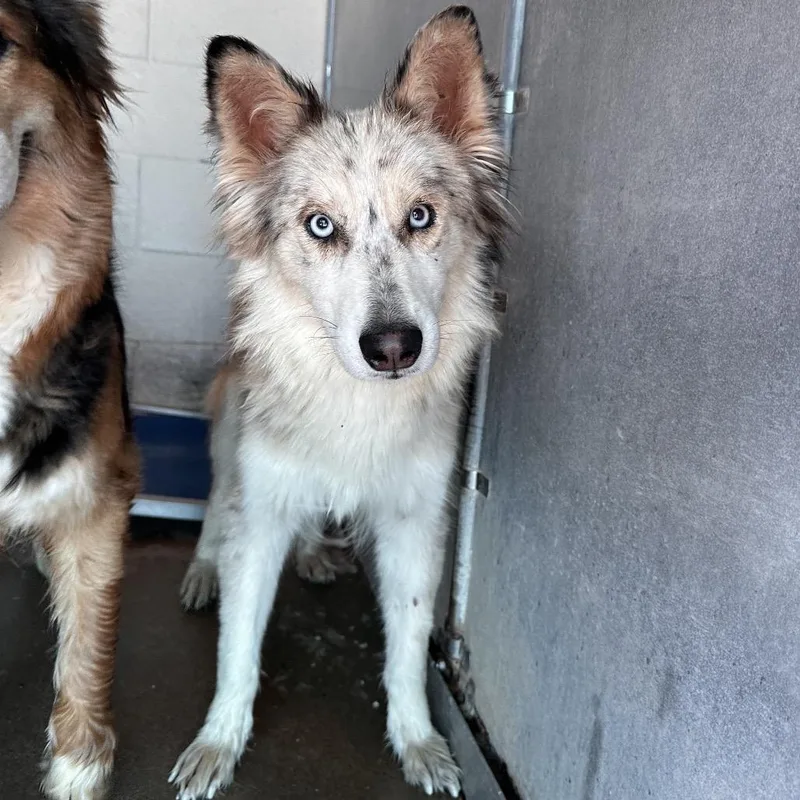 A young medium-sized female Australian Shepherd dog named Lilly for adoption in Edinburg, TX