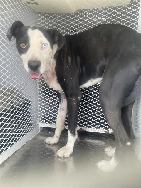 A young medium-sized male Black Pit Bull Terrier dog named Henry URGENT for adoption in Thousand Oaks, CA