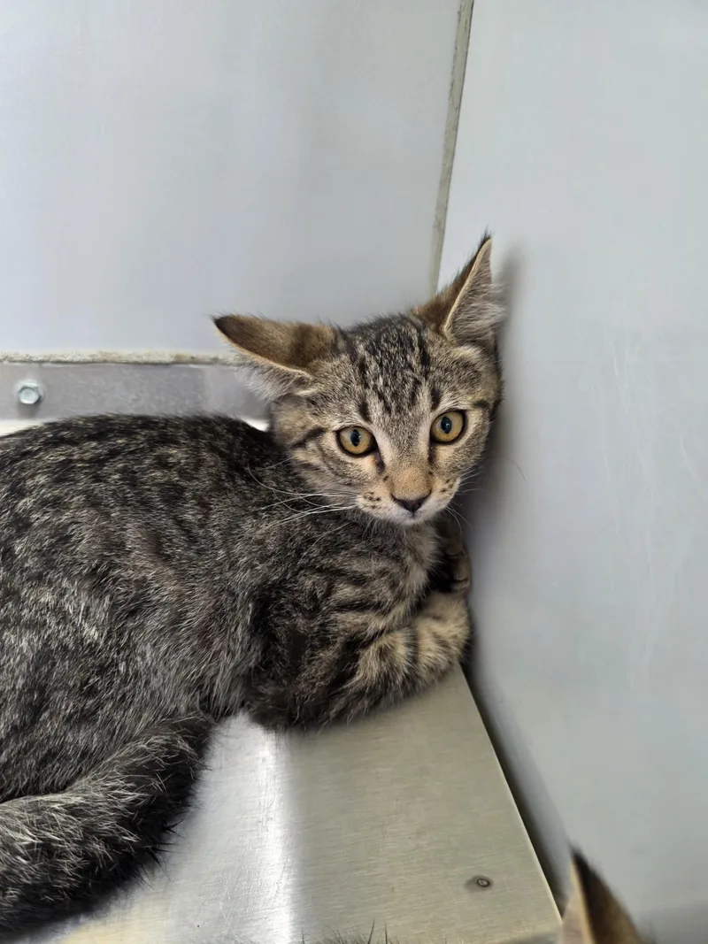 A young medium-sized male Tabby (Gray / Blue / Silver) Tabby cat named 61569167 for adoption in Elko, NV