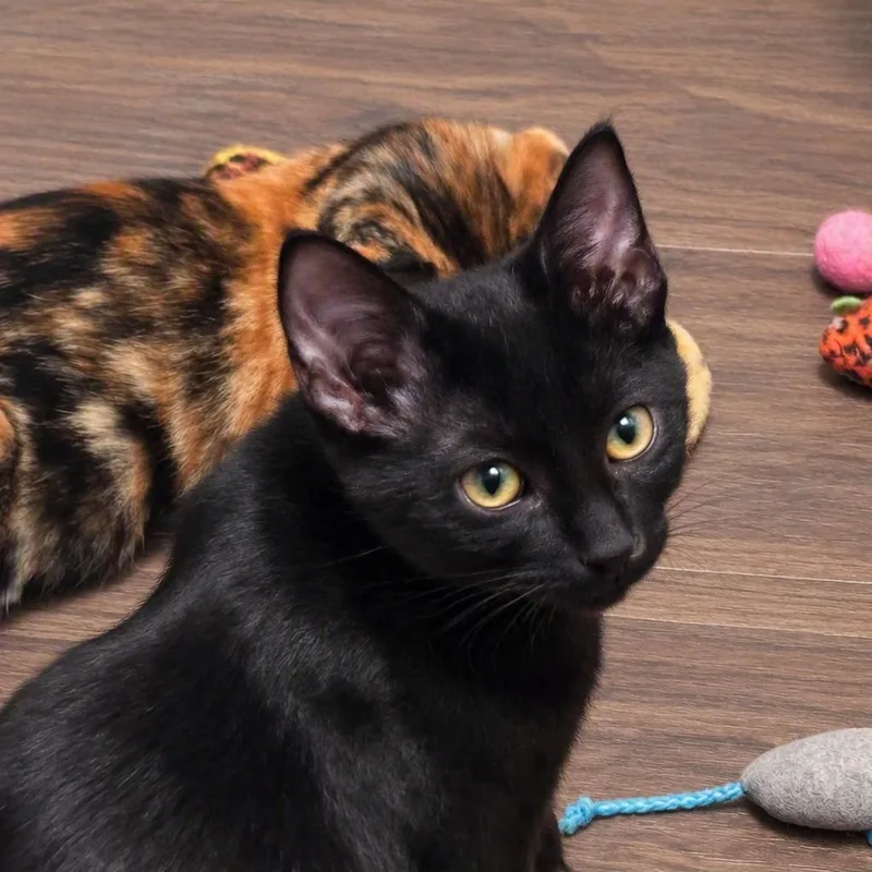 A baby medium-sized female Black Domestic Short Hair cat named Onyx for adoption in Liverpool, TX