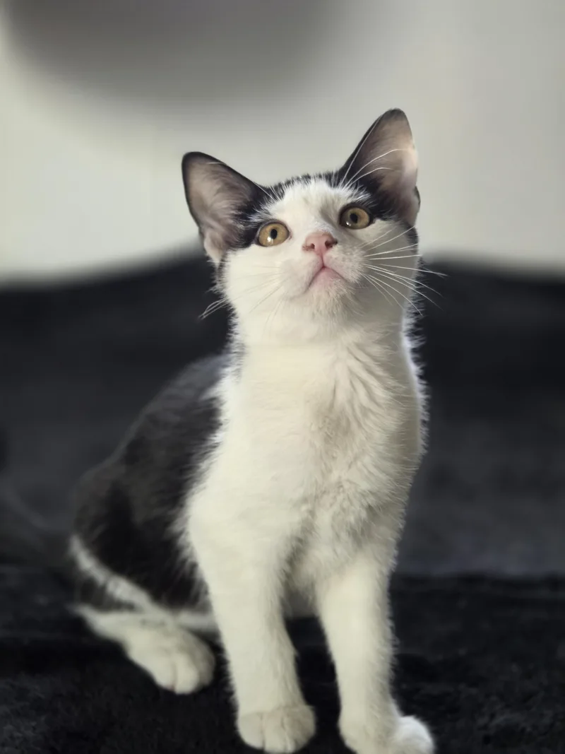 A baby small-sized male Domestic Short Hair cat named Fly for adoption in Bethel Park, PA