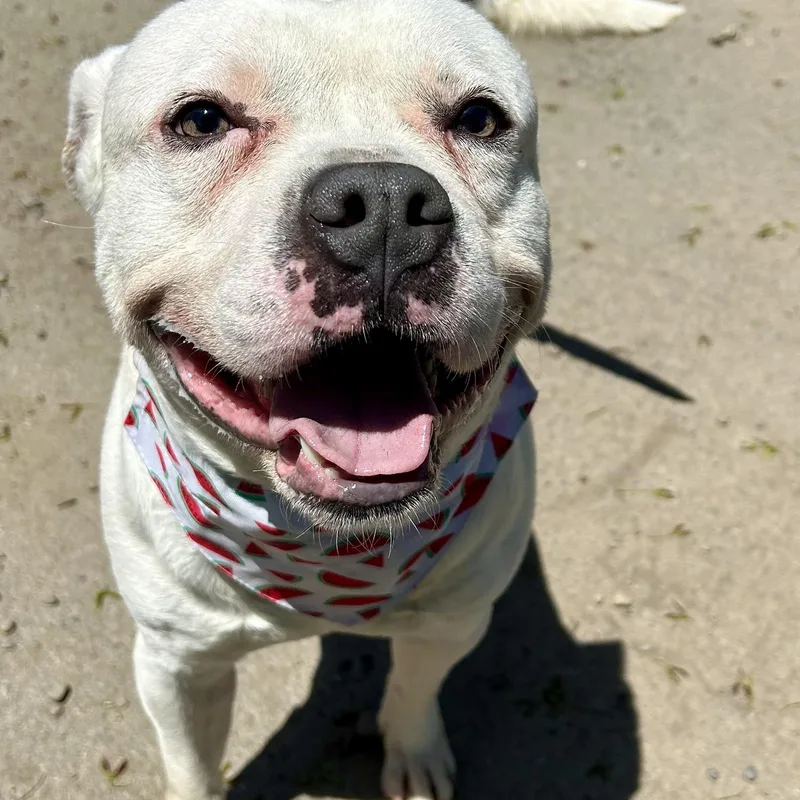 An adult medium-sized male White / Cream Pit Bull Terrier dog named Chuckles for adoption in Buffalo, NY