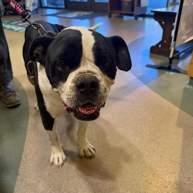 An adult large-sized male Black Boxer dog named IEPAStray for adoption in Upland, CA