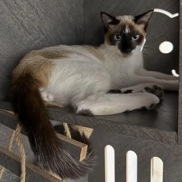A baby small-sized male Snowshoe cat named Riddle for adoption in Madison, WI