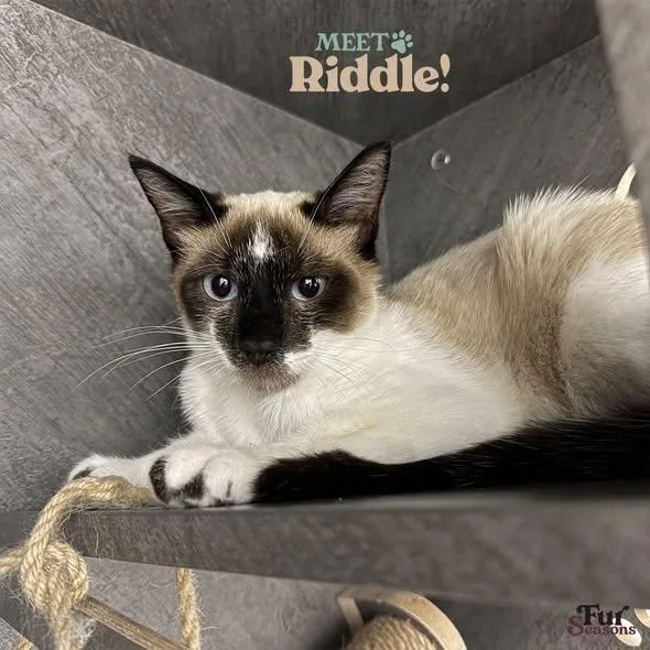 Riddle thumbnail 2