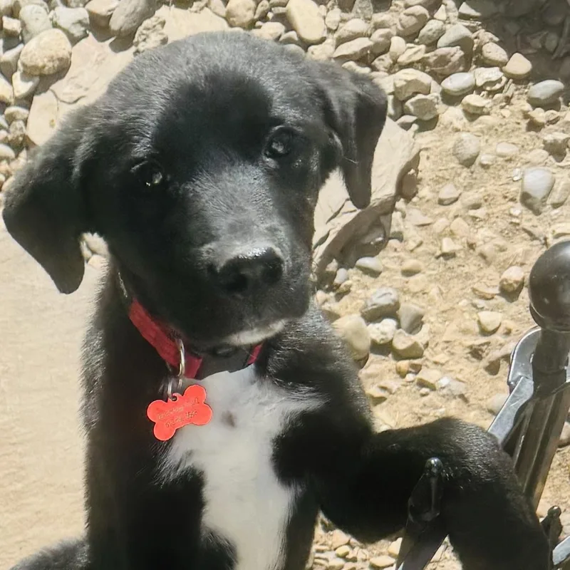 Inky And Siblings thumbnail 3