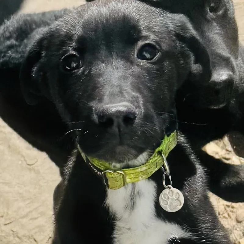 Inky And Siblings thumbnail 4