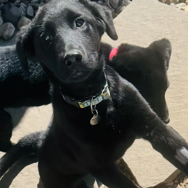 Inky And Siblings thumbnail 5