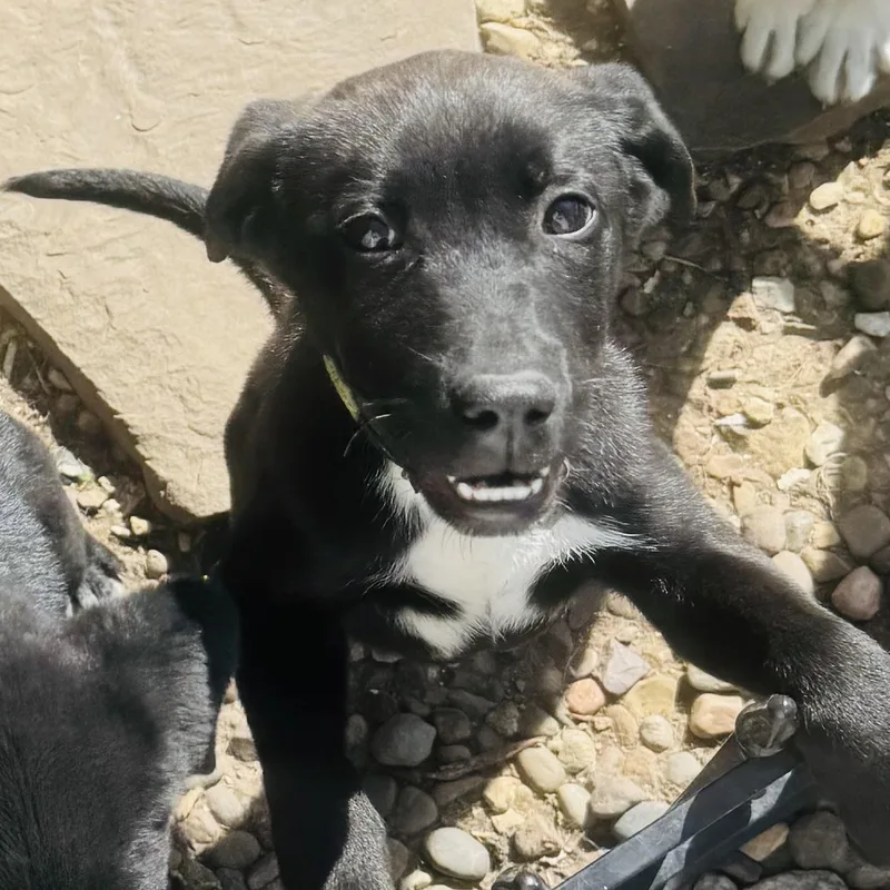 Inky And Siblings thumbnail 6