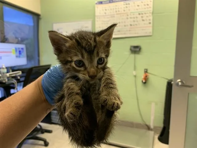 A baby small-sized male Domestic Short Hair cat named A for adoption in Grand Prairie, TX