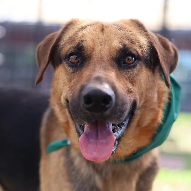 A young large-sized male Labrador Retriever dog named Chiquitin for adoption in San Antonio, TX