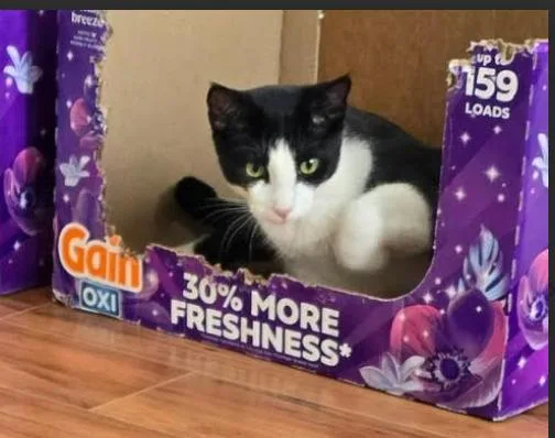 Meatball thumbnail 2