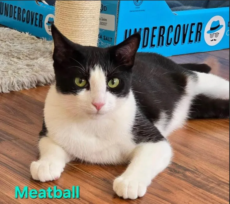 A young medium-sized male White Domestic Short Hair cat named Meatball for adoption in Pacific Palisades, CA