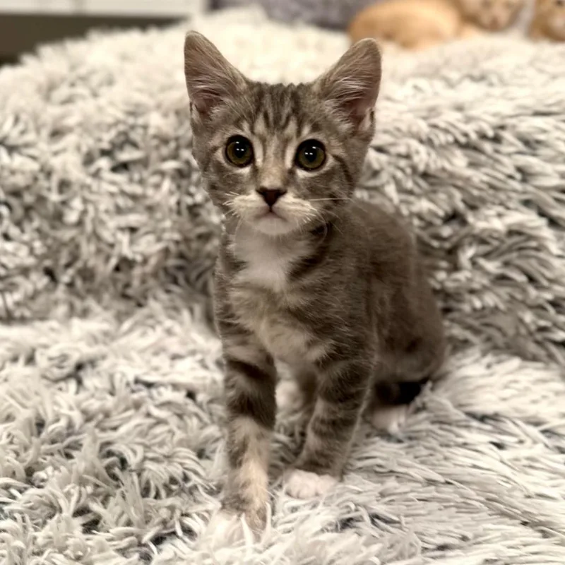 A baby medium-sized male Domestic Short Hair cat named Zeus for adoption in Salt Lake City, UT