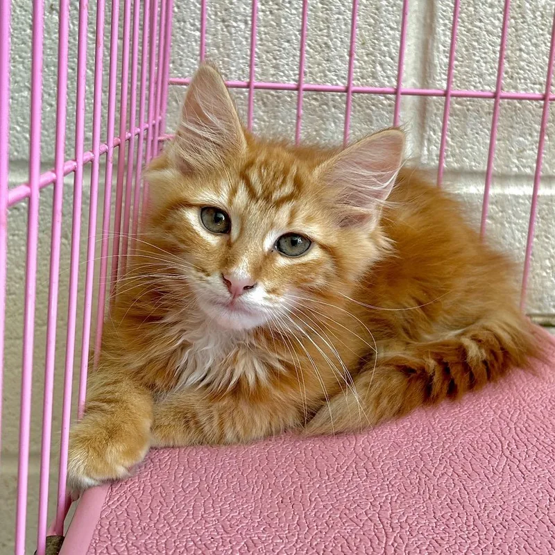 A baby small-sized male Orange / Red Domestic Medium Hair cat named Kurama for adoption in Waynesboro, PA