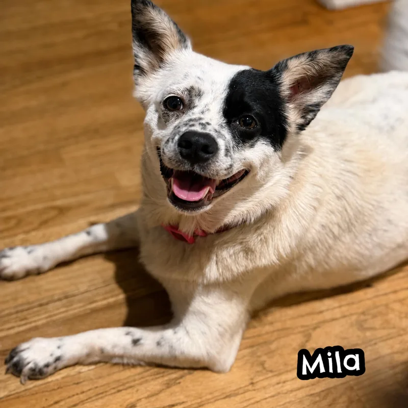 An adult medium-sized female Harlequin Australian Cattle Dog / Blue Heeler dog named Mila for adoption in Glendora, CA