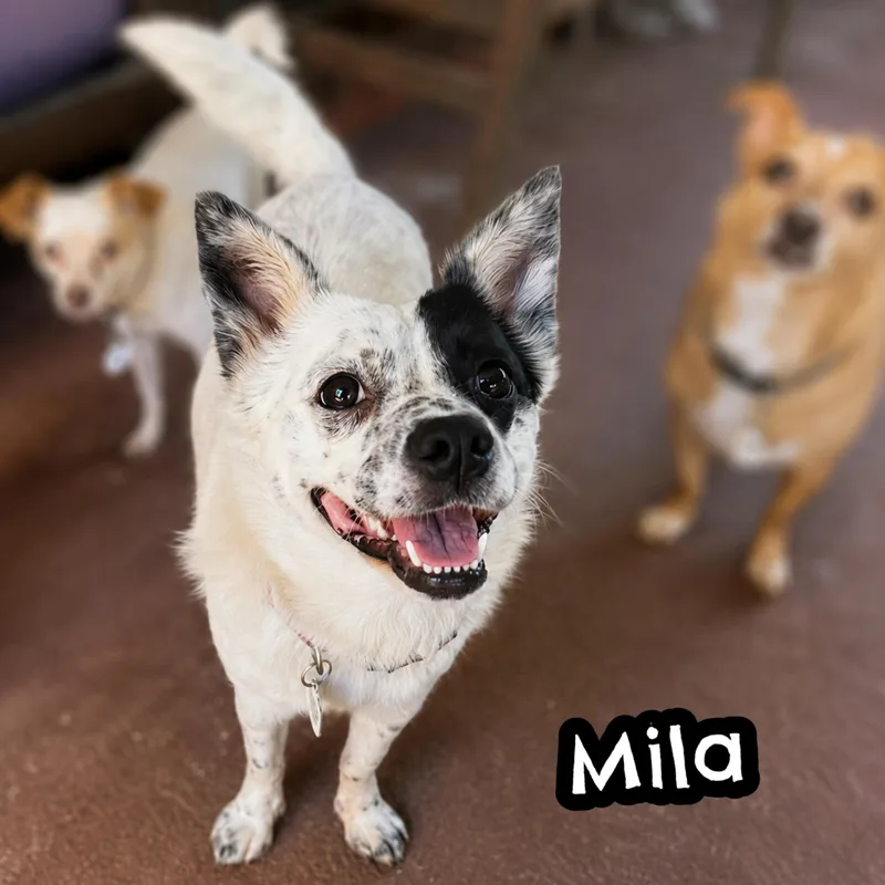 Mila thumbnail 2