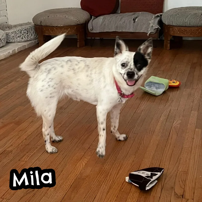Mila thumbnail 3