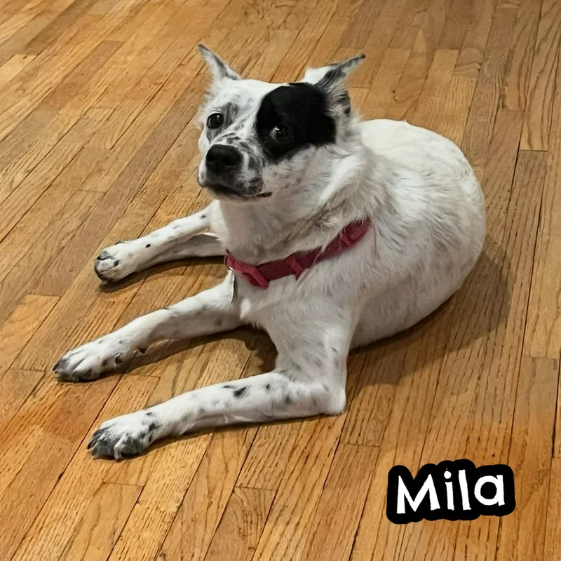 Mila thumbnail 4