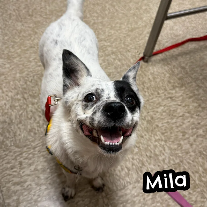 Mila thumbnail 6