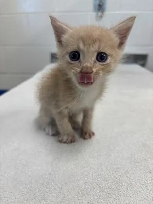 A baby small-sized male Domestic Short Hair cat named Mr. Ping for adoption in Daphne, AL