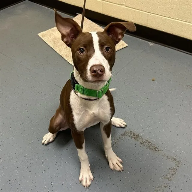 A young medium-sized female Pit Bull Terrier dog named Delila for adoption in Denver, CO