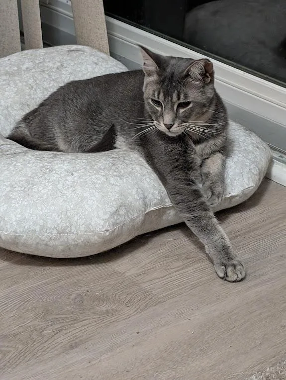 Georgie  Md thumbnail 2